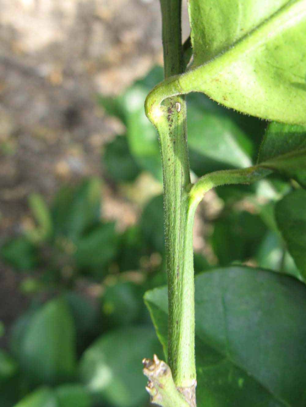              First year twig (Sha Tian You, Winter Haven, FL)   